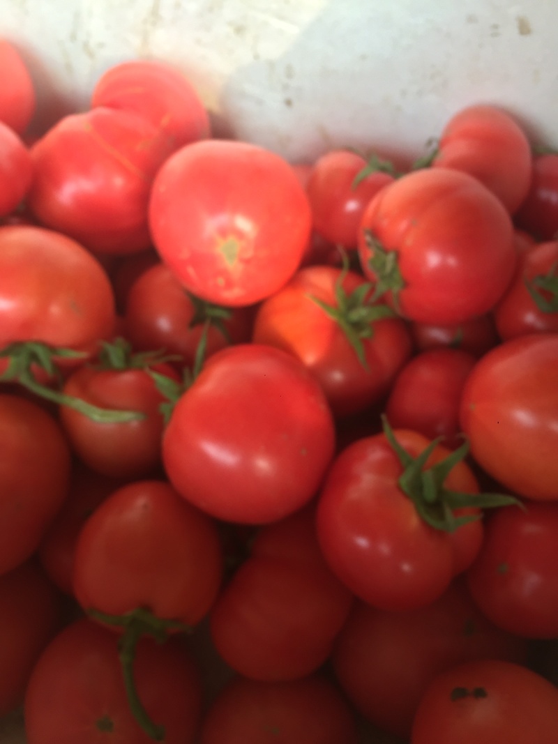 口感型西红柿🍅