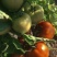 口感型西红柿🍅