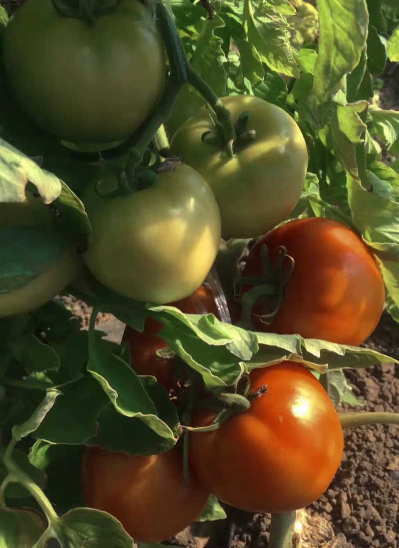 口感型西红柿🍅
