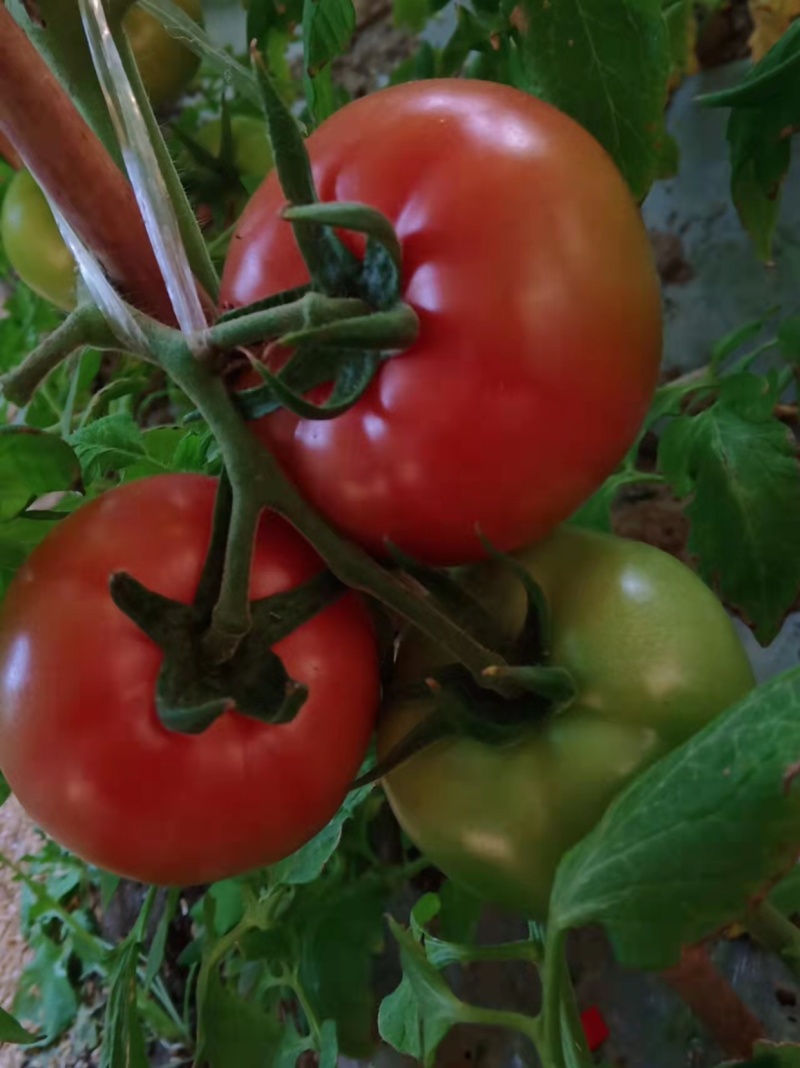 口感型西红柿🍅