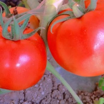 口感型西红柿🍅