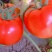 口感型西红柿🍅