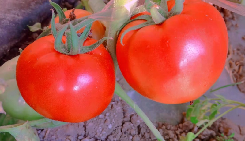 口感型西红柿🍅