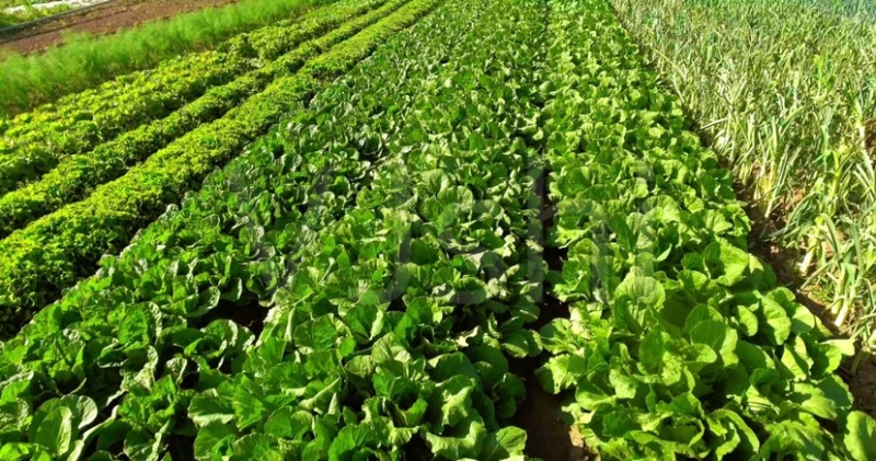 出租菜地24小时监控可以帮种收发到各地