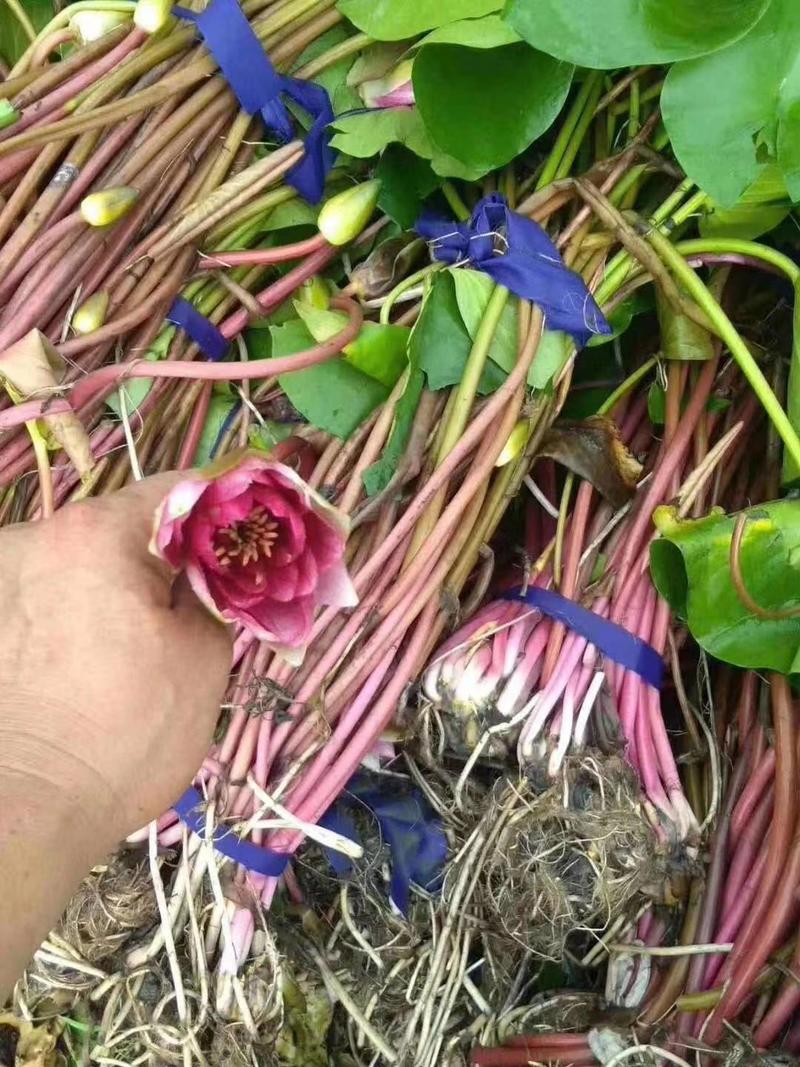 睡莲种苗蓝鸟品种香水莲花，室内养殖景观设计