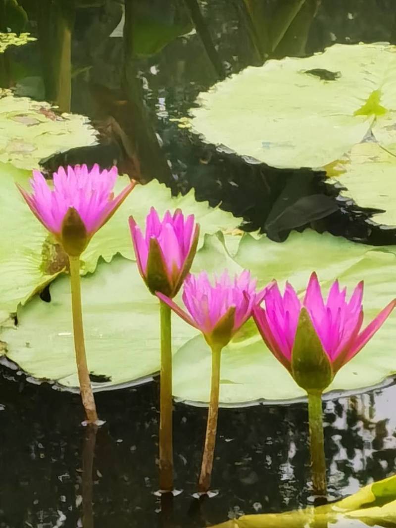 睡莲种苗蓝鸟品种香水莲花，室内养殖景观设计