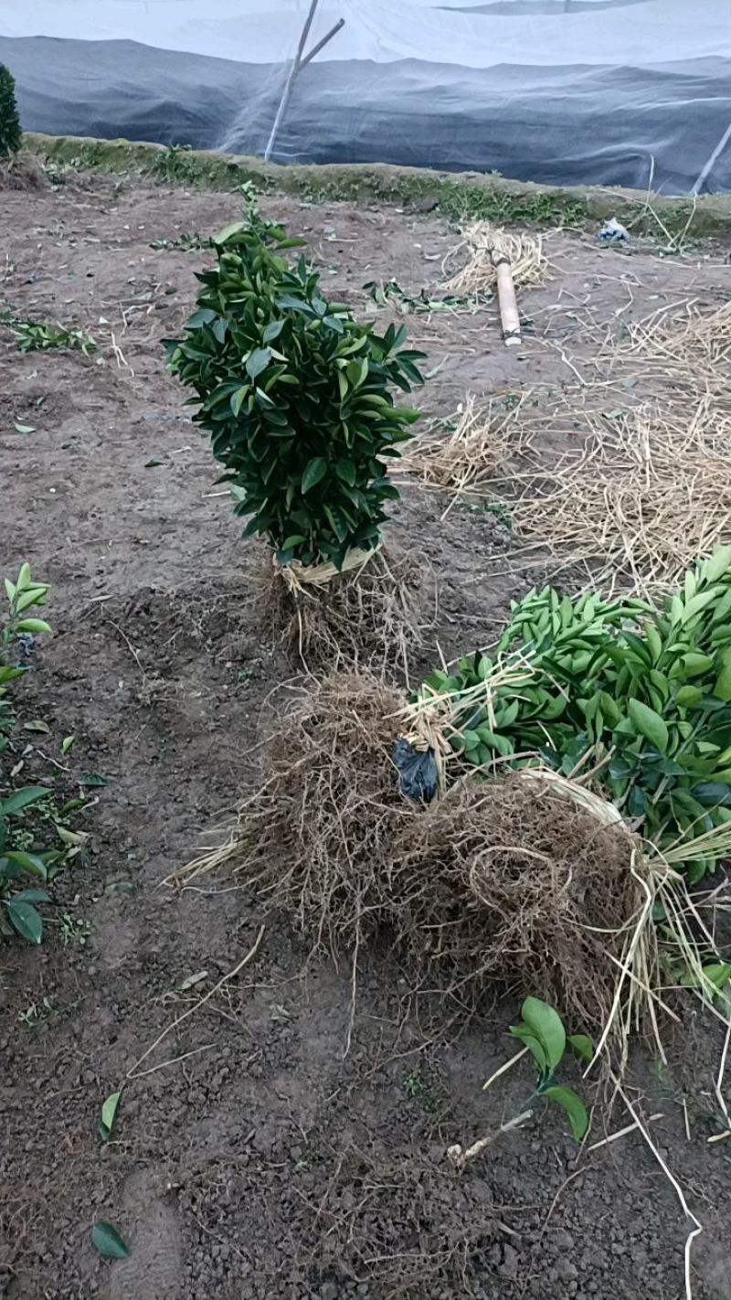 赣南纽荷尔脐橙苗，大量有货，产地直发，欢迎您的光临