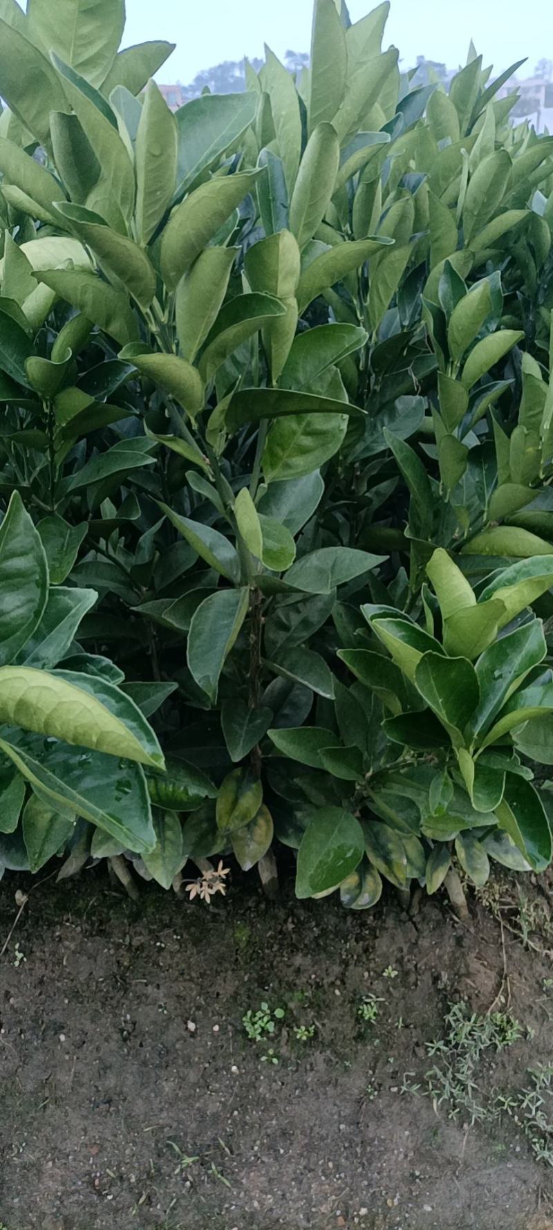 赣南纽荷尔脐橙苗，大量有货，产地直发，欢迎您的光临