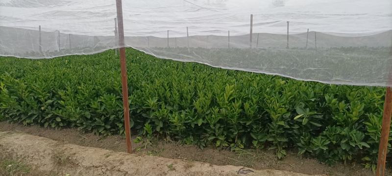 赣南纽荷尔脐橙苗，大量有货，产地直发，欢迎您的光临