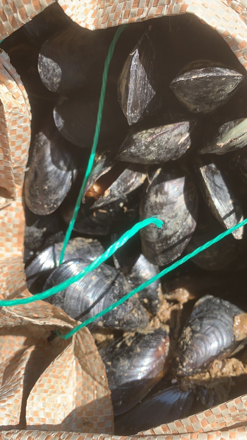 批发青口贝贻贝海红