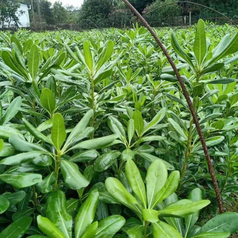 供应湖南海桐小苗，海桐杯苗，20-200cm海桐球价格