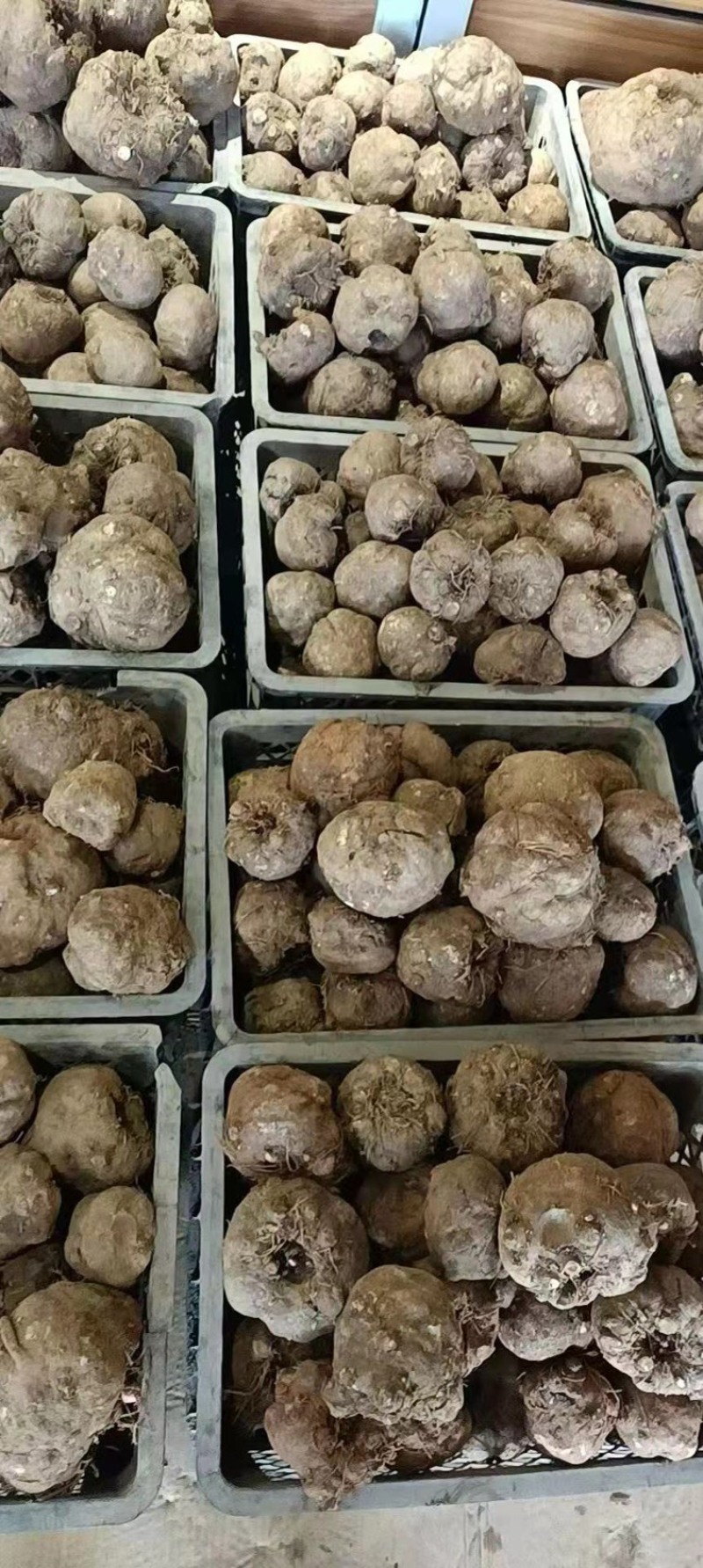 魔芋丝魔芋干品牌老店大量供货，可用来做熟食卤菜泡菜、干货