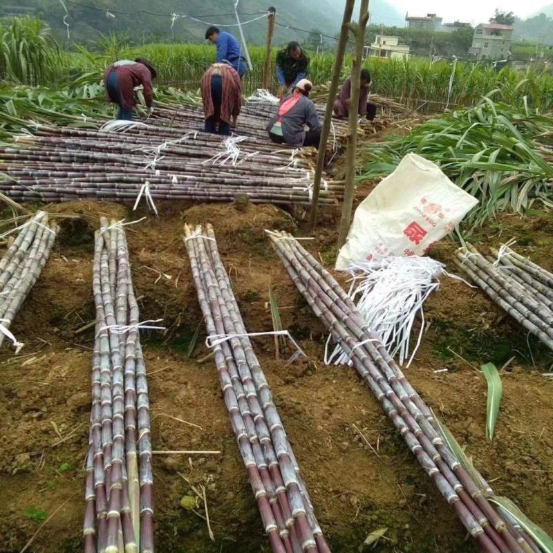 黑皮甘蔗，五毛钱一斤，有需要的老板可到本地看甘蔗，