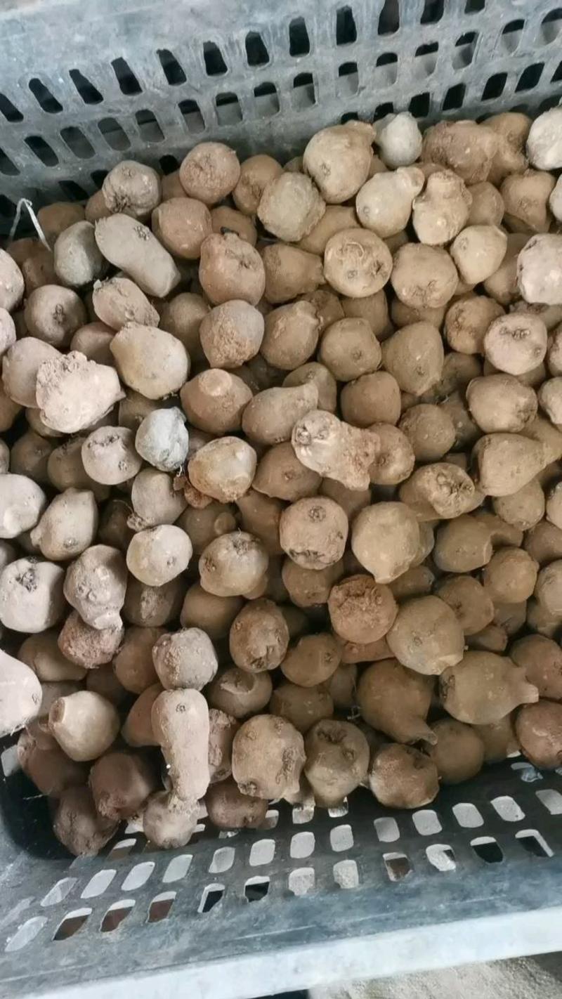 豆腐魔芋500克以上无破损的魔芋基地全国供应