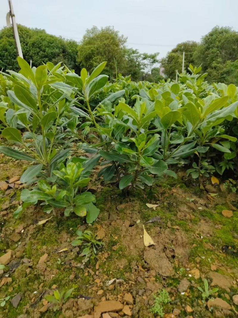 供应湖南海桐小苗，海桐杯苗，20-200cm海桐球价格