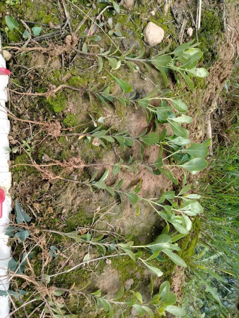 供应湖南海桐小苗，海桐杯苗，20-200cm海桐球价格