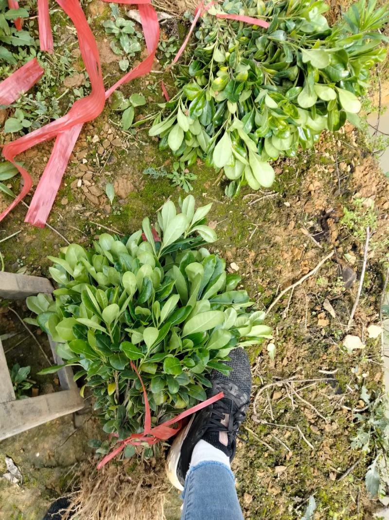 供应湖南海桐小苗，海桐杯苗，20-200cm海桐球价格