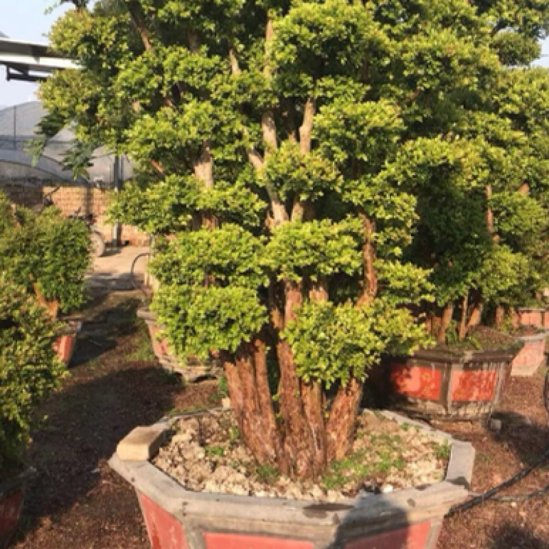 赤楠老桩头盆景赤楠种植基地苗农直销低价批发
