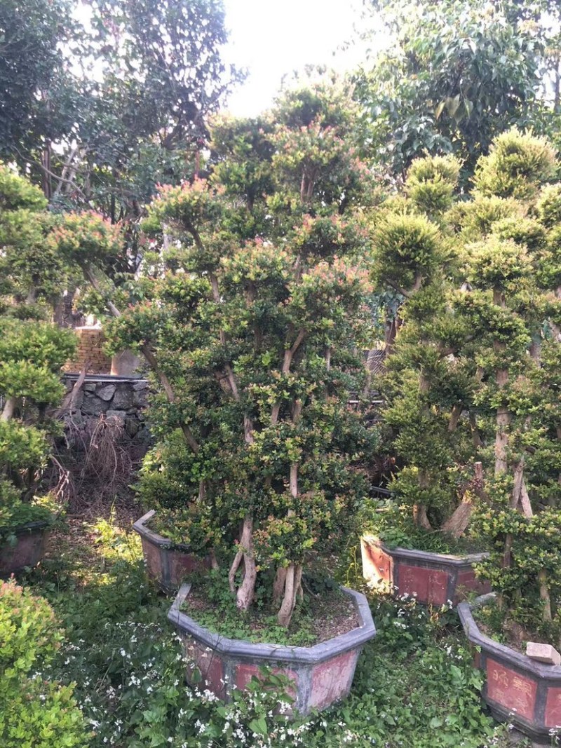 赤楠老桩头盆景赤楠种植基地苗农直销低价批发