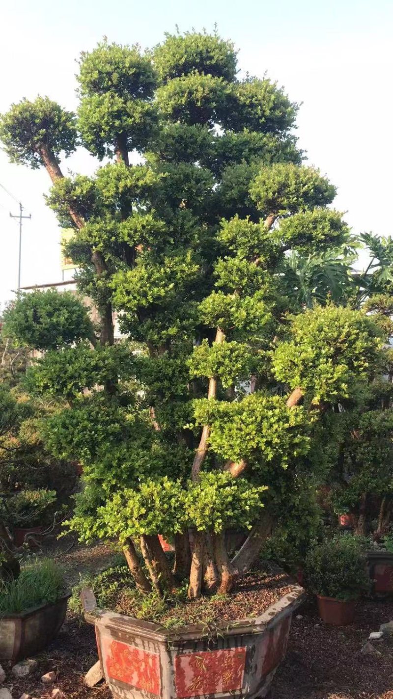 赤楠老桩头盆景赤楠种植基地苗农直销低价批发