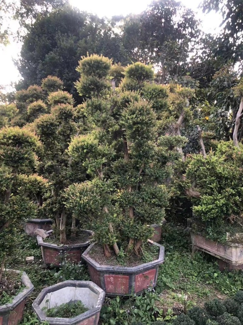 赤楠老桩头盆景赤楠种植基地苗农直销低价批发