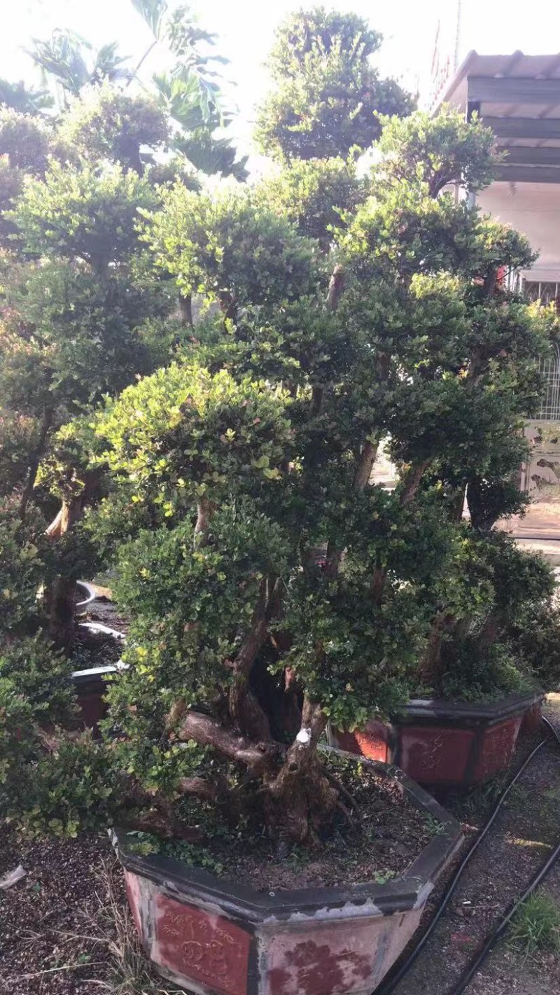 赤楠老桩头盆景赤楠种植基地苗农直销低价批发