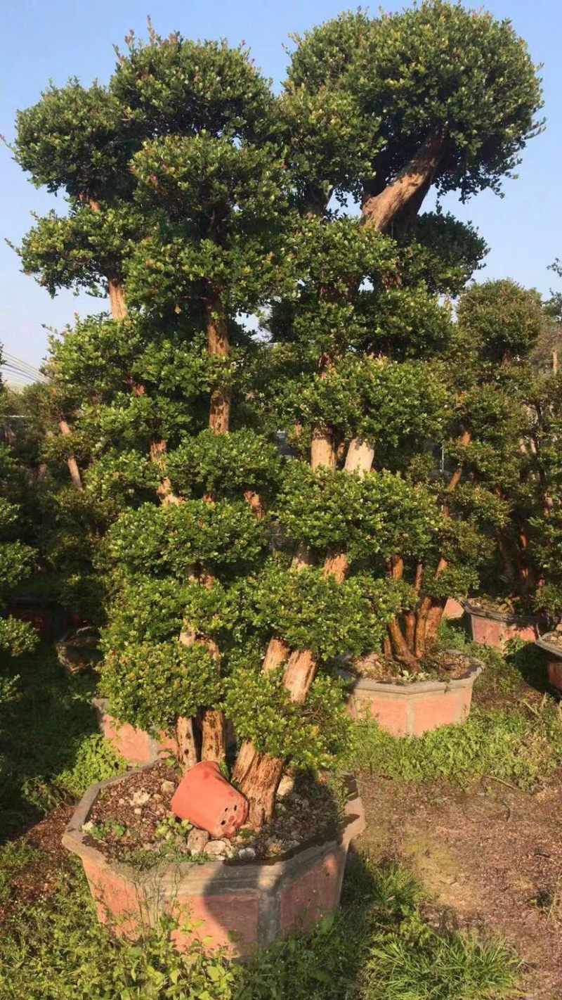 赤楠老桩头盆景赤楠种植基地苗农直销低价批发