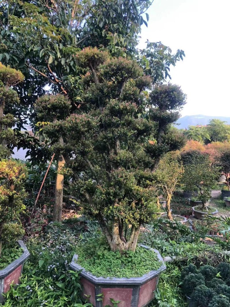 赤楠老桩头盆景赤楠种植基地苗农直销低价批发