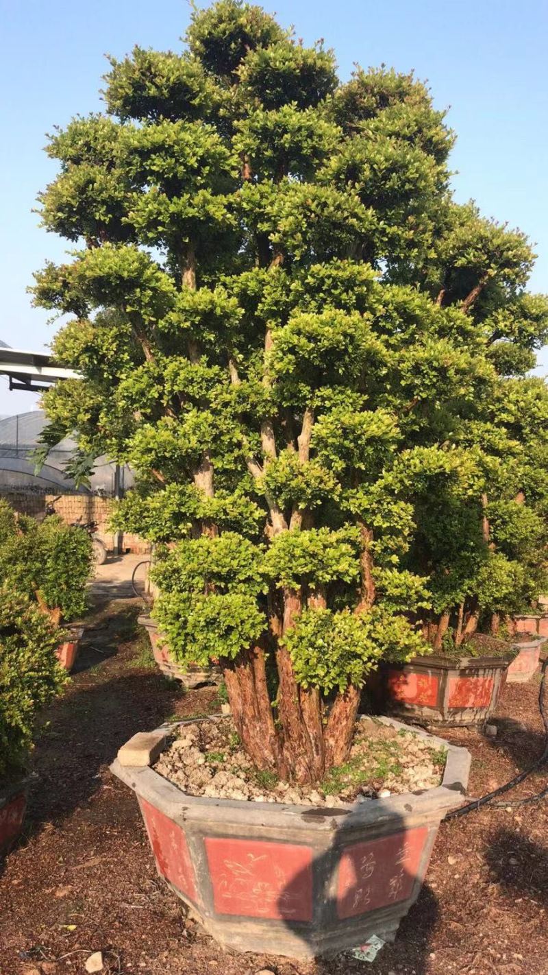 赤楠老桩头盆景赤楠种植基地苗农直销低价批发