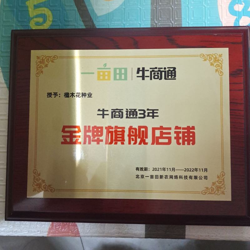 高产进口油葵种子矮颗大头抗倒伏能力强盘发籽实