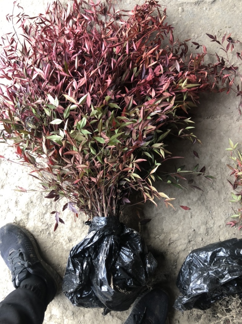 南天竹红天竹小苗60-70公分高度