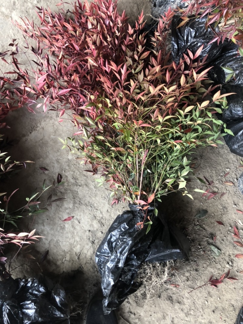 南天竹红天竹小苗60-70公分高度