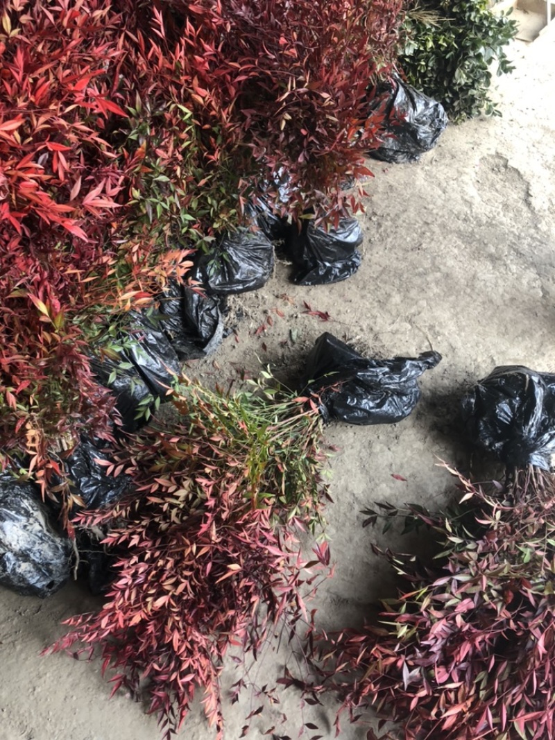 南天竹红天竹小苗60-70公分高度