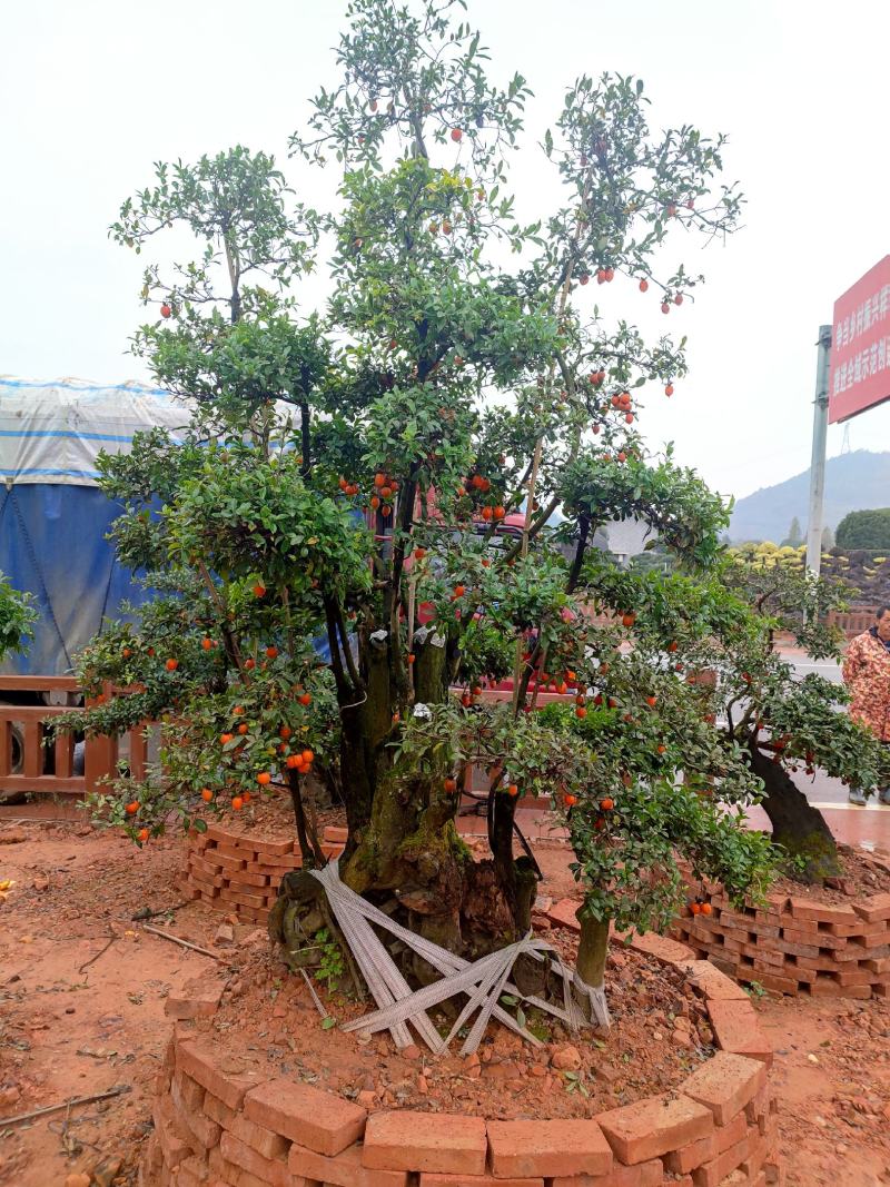 湖南金弹子盆景价格，金弹子造型，精品湖南金弹子盆景基地