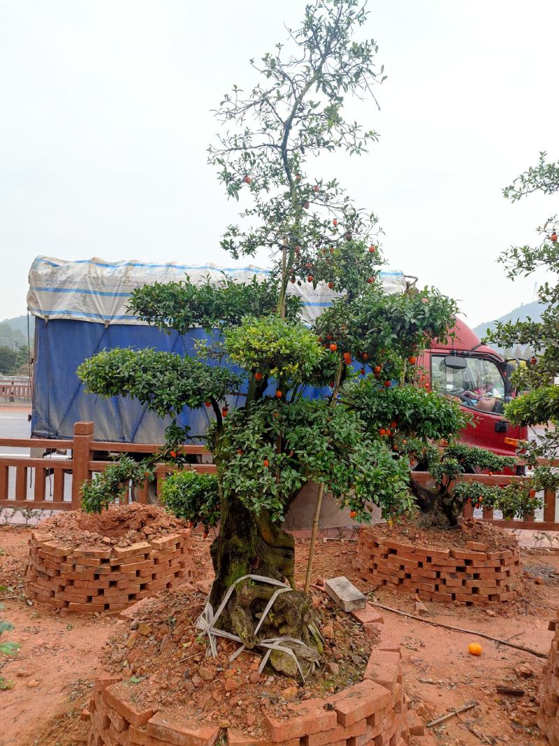 湖南金弹子盆景价格，金弹子造型，精品湖南金弹子盆景基地