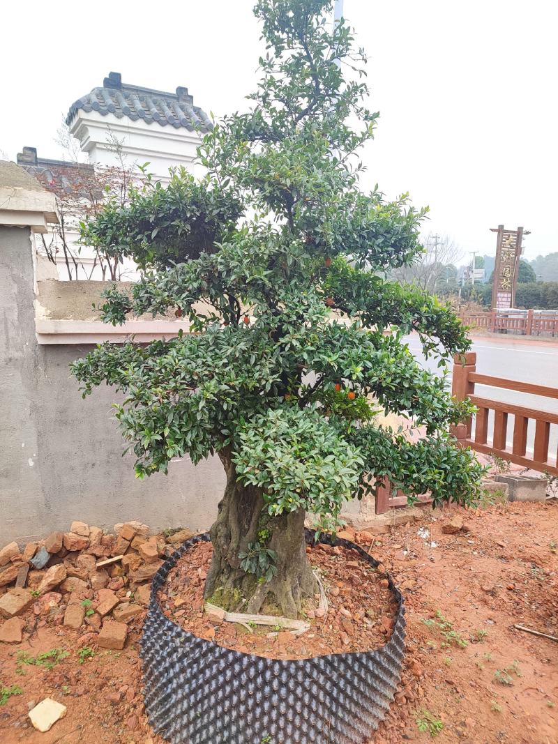 湖南金弹子盆景价格，金弹子造型，精品湖南金弹子盆景基地