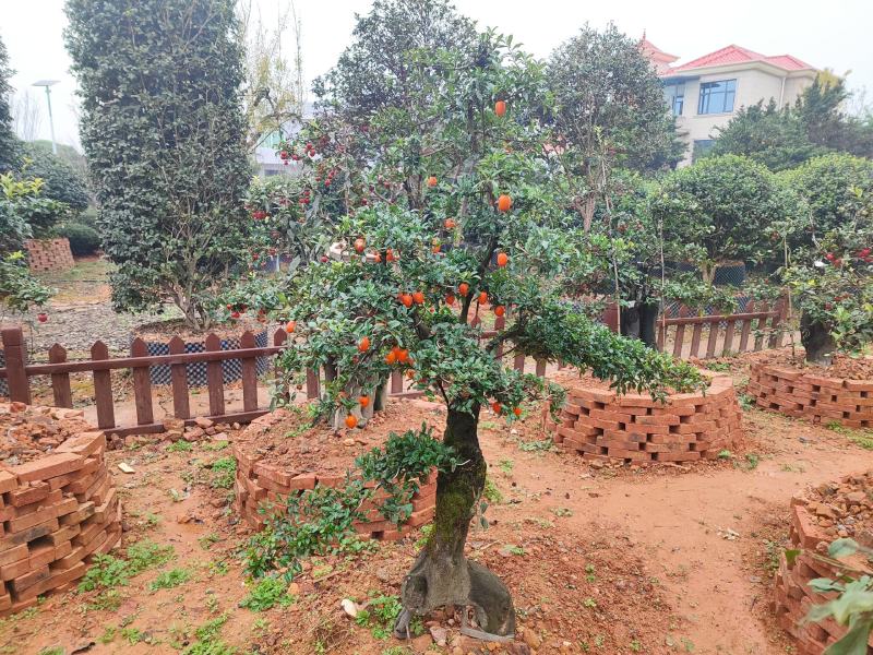 湖南金弹子盆景价格，金弹子造型，精品湖南金弹子盆景基地