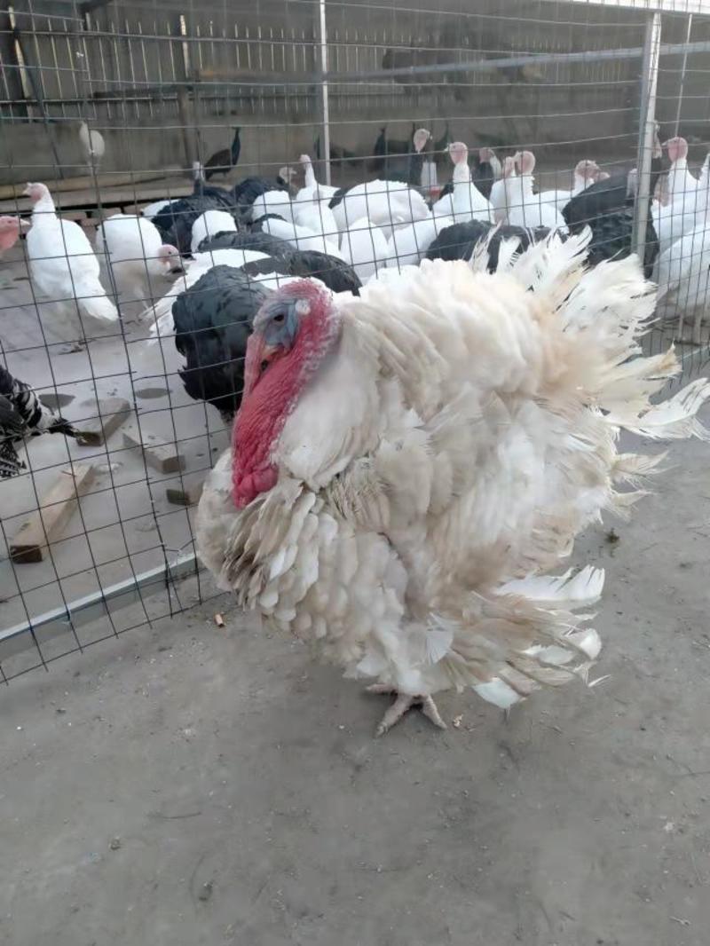 火鸡养殖场700系尼古拉火鸡价格供应脱温火鸡苗