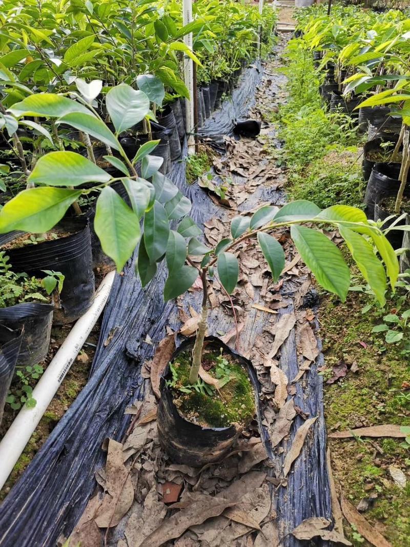 沉香树苗奇楠沉香树苗基地批发嫁接苗三年可取香包邮