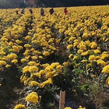 金丝皇菊苗
