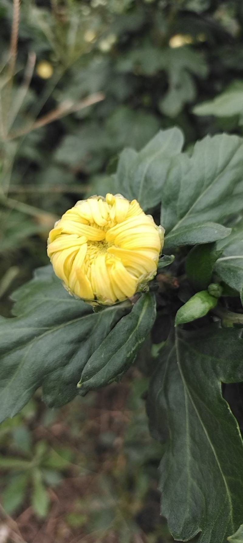 金丝皇菊苗