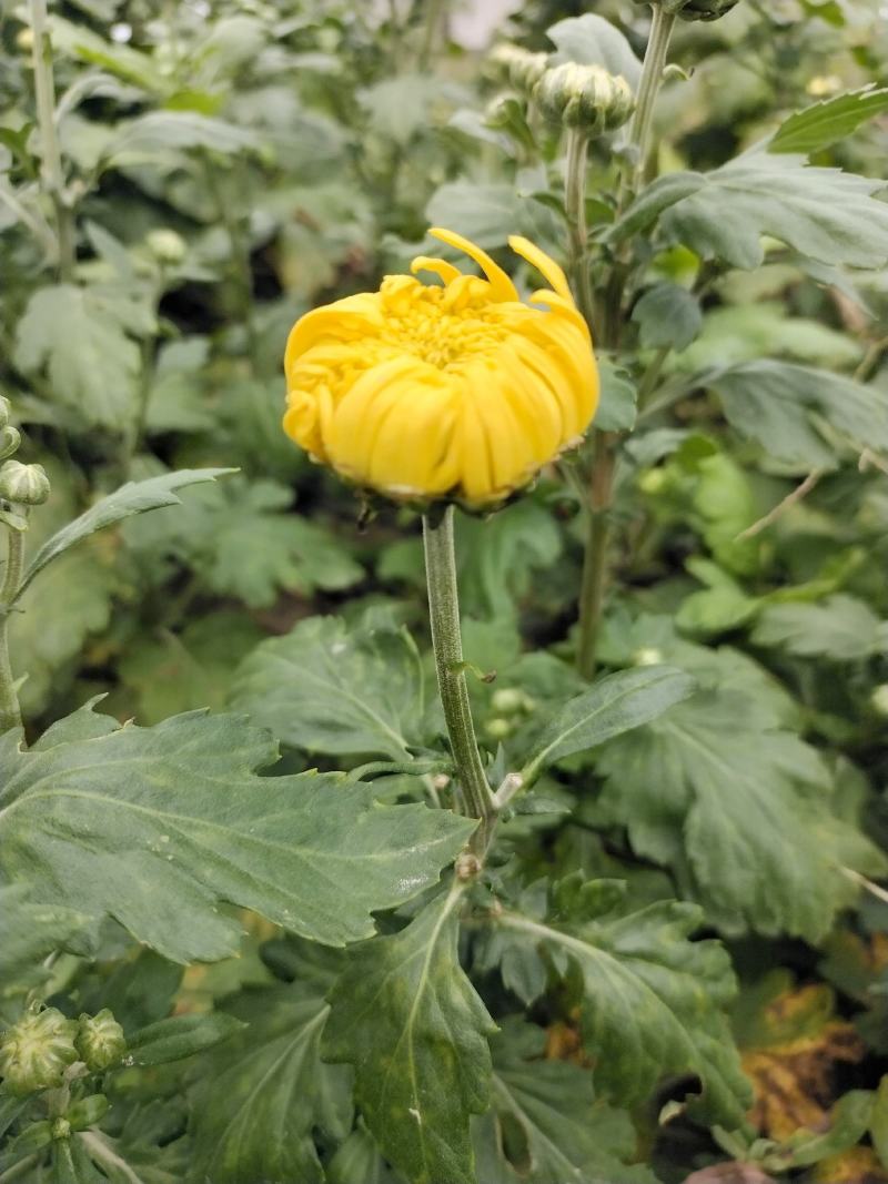 金丝皇菊苗