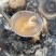 河源客家老姜艾根黑豆火灸黄酒香味浓