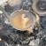 河源客家老姜艾根黑豆火灸黄酒香味浓