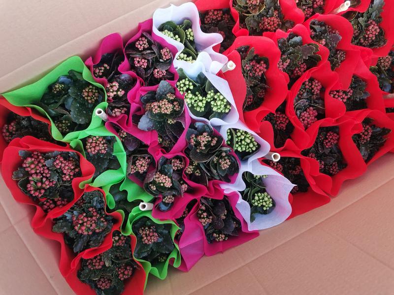 长寿花盆栽130双色盆基地直供免费包装欢迎实看货