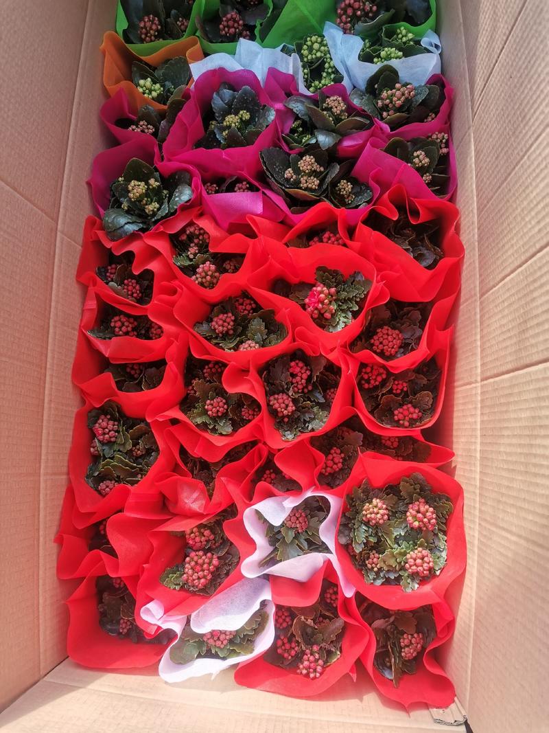 长寿花盆栽130双色盆基地直供免费包装欢迎实看货