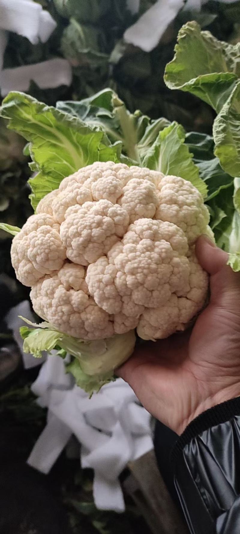 汉中城固菜花精品实菜花乳白紧花，全国发货，产地直发