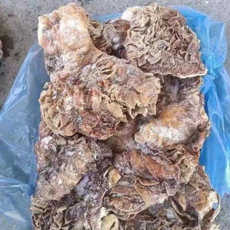牛伞带，半成品，质量超好，适合各种菜系产品！