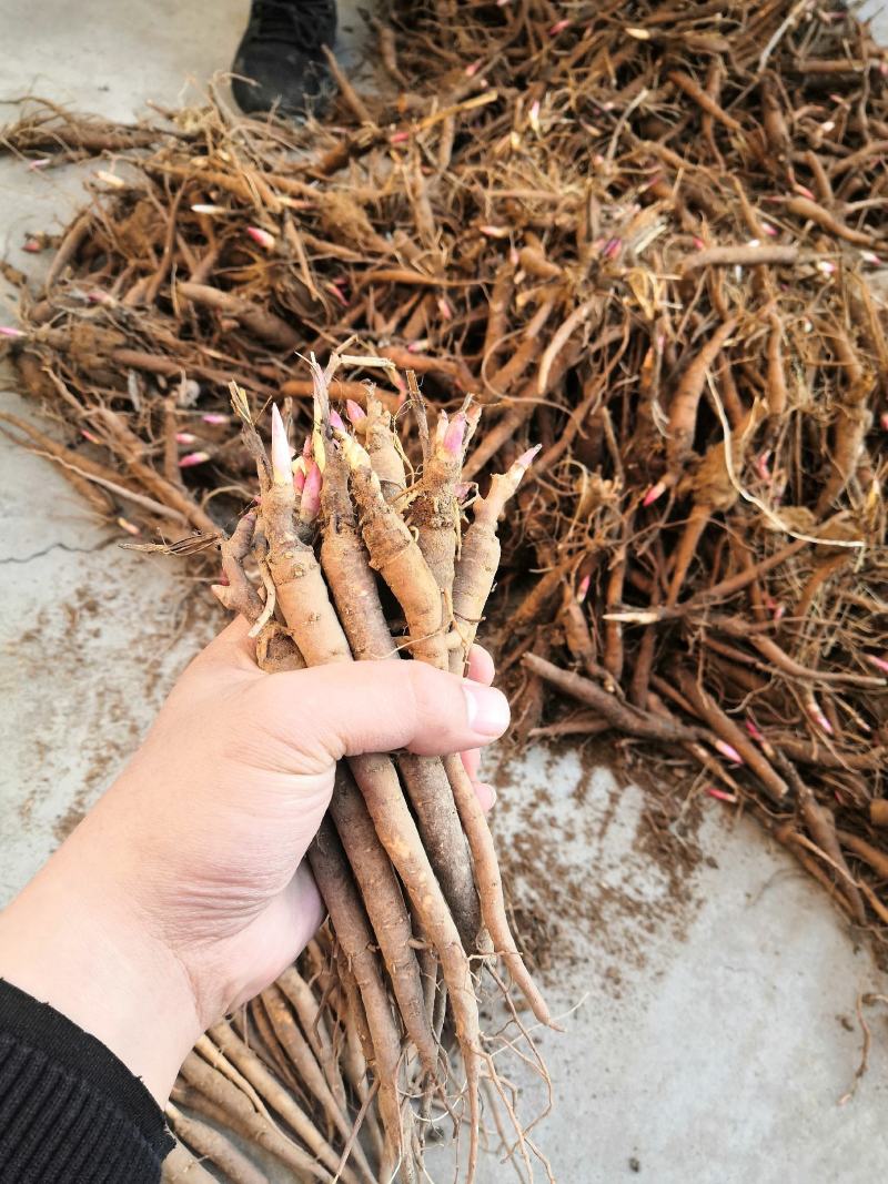 芍药苗，白芍苗供应，1年苗、2年苗基地直供，一手货源