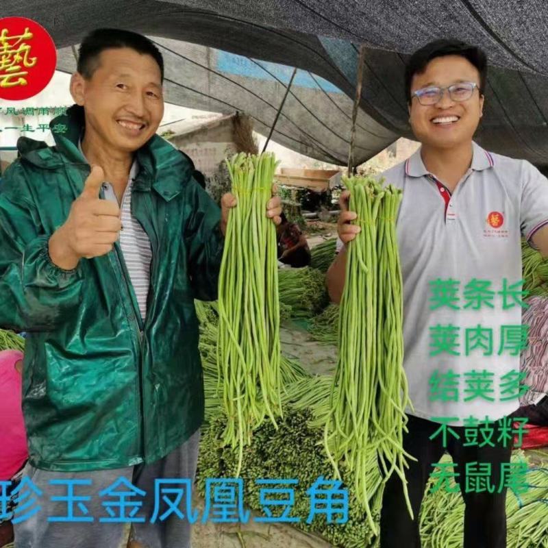珍玉金风凰豆角种子~中熟长势旺不易鼠尾抗病耐高温高湿